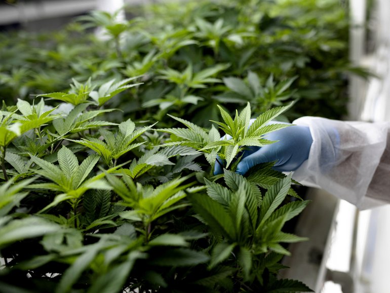 The man has been charged with stealing power to grow the crop inside his home.