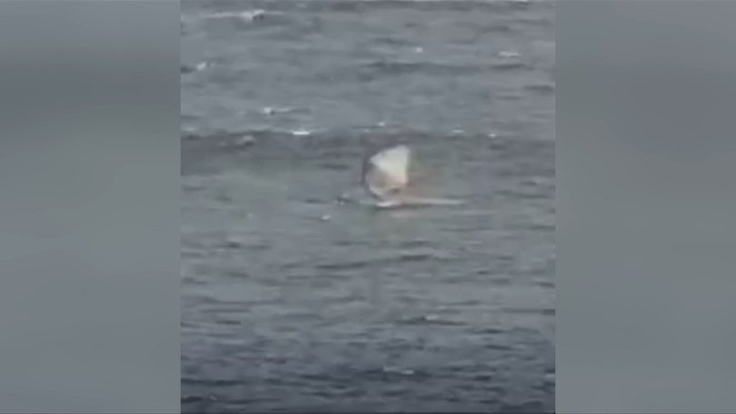 The attack was caught on a Swellnet surf camera.