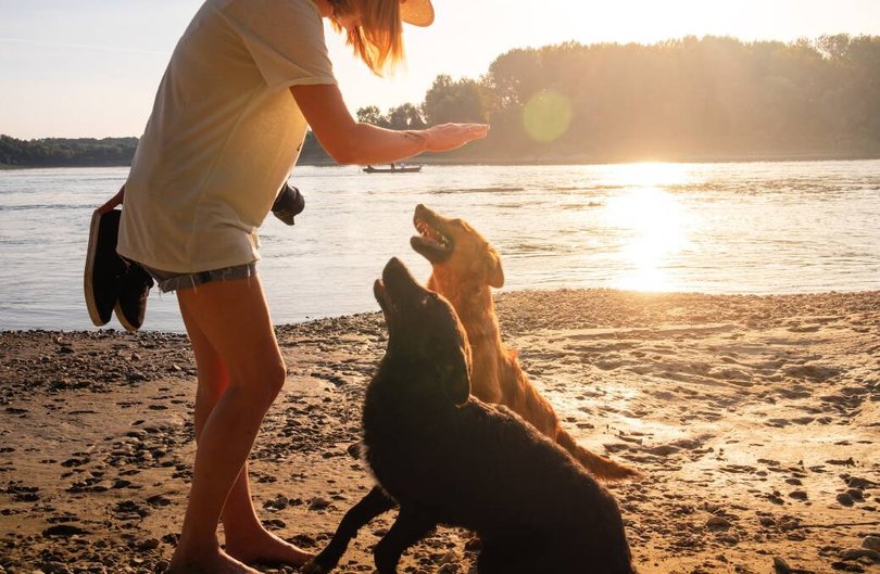 Minding pets can be part of the job on some housesitting sites. Pic: Shutterstock