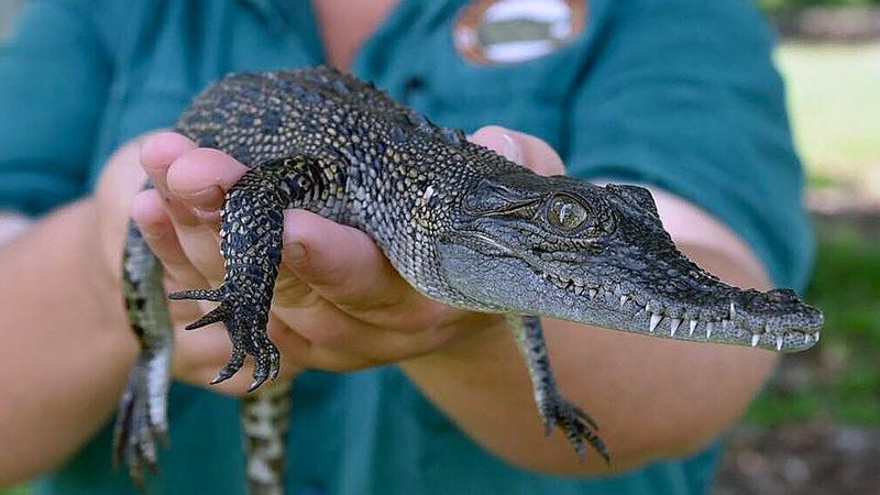 Owning a pet crocodile will be made easier in the Northern Territory under changes to guidelines.