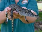 Owning a pet crocodile will be made easier in the Northern Territory under changes to guidelines.