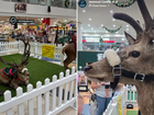 Jesmond Central’s Reindeer Cheer experience has sparked outrage among shoppers. 