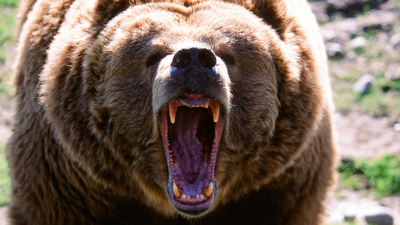 A grizzly bear has attacked a group of schoolchildren and teachers in Canada (file photo).