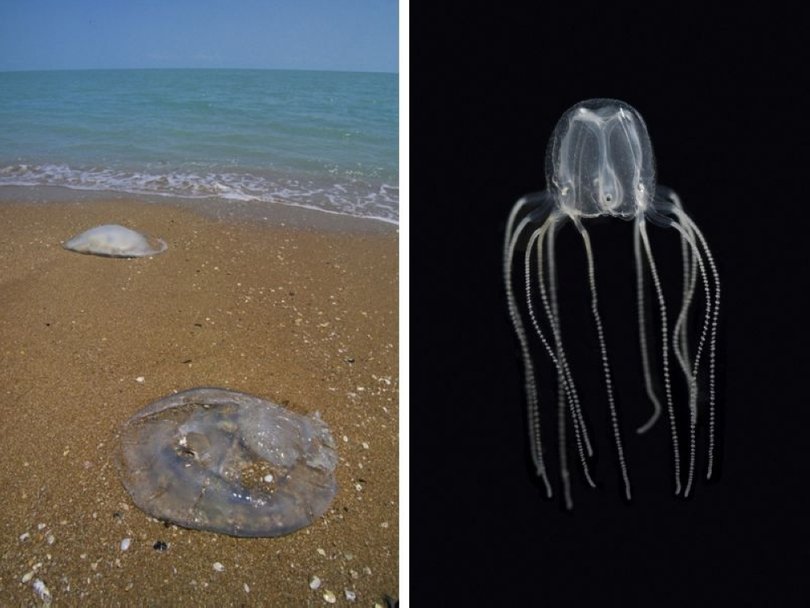 Stings from the box jellyfish can very quickly turn fatal.