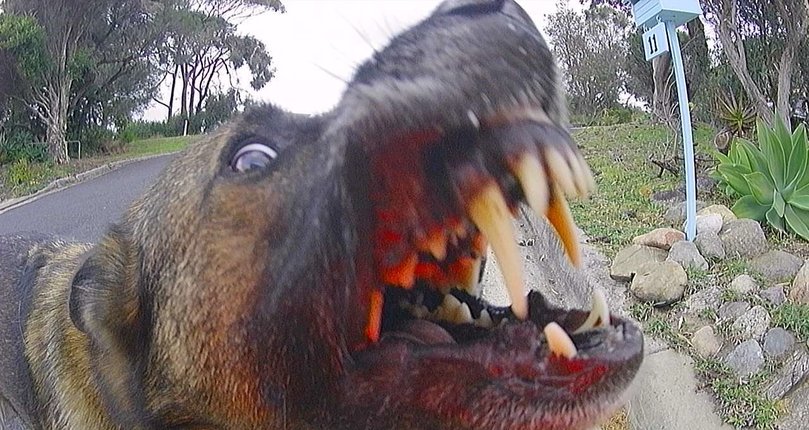 Dog attacks on posties have increased over the past six months according to new data from Australia Post.