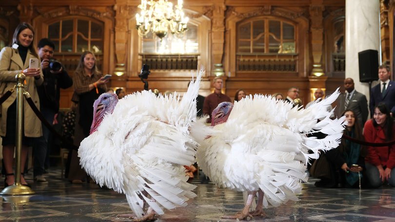 National Thanksgiving turkeys Waddle and Gobble are presented to journalists in the Willard InterContinental on November 24, 2025 in Washington, DC. 