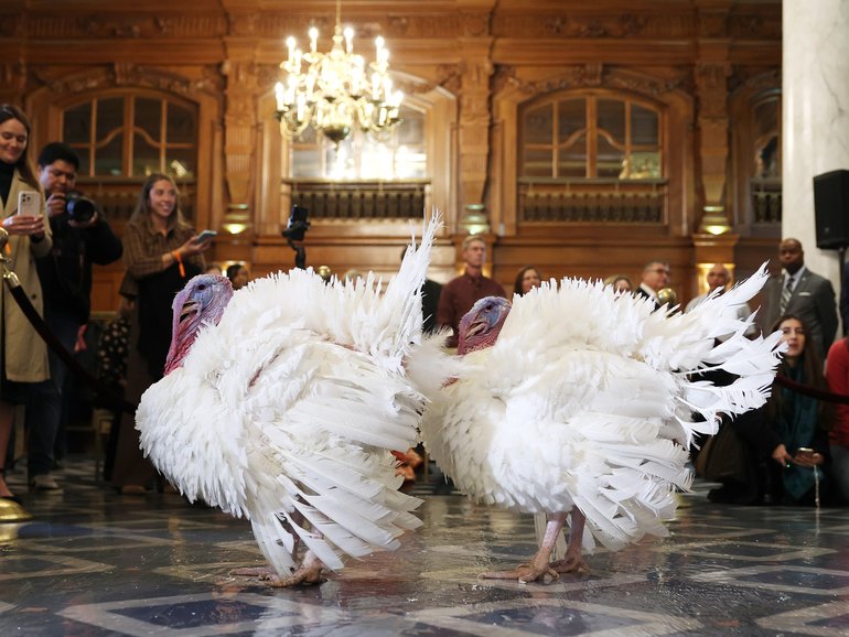 National Thanksgiving turkeys Waddle and Gobble are presented to journalists in the Willard InterContinental on November 24, 2025 in Washington, DC. 