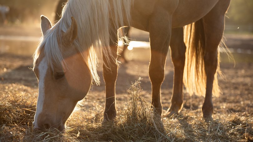 A pregnant palomino horse has been shot dead on a rural Queensland property.
