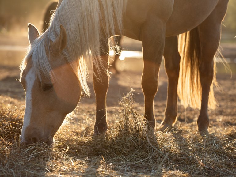 A pregnant palomino horse has been shot dead on a rural Queensland property.