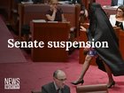 NEWS WORTHY: Pauline Hanson SUSPENDED after burqa stunt, Barnaby’s sandwich press dinner & postie dog attacks
