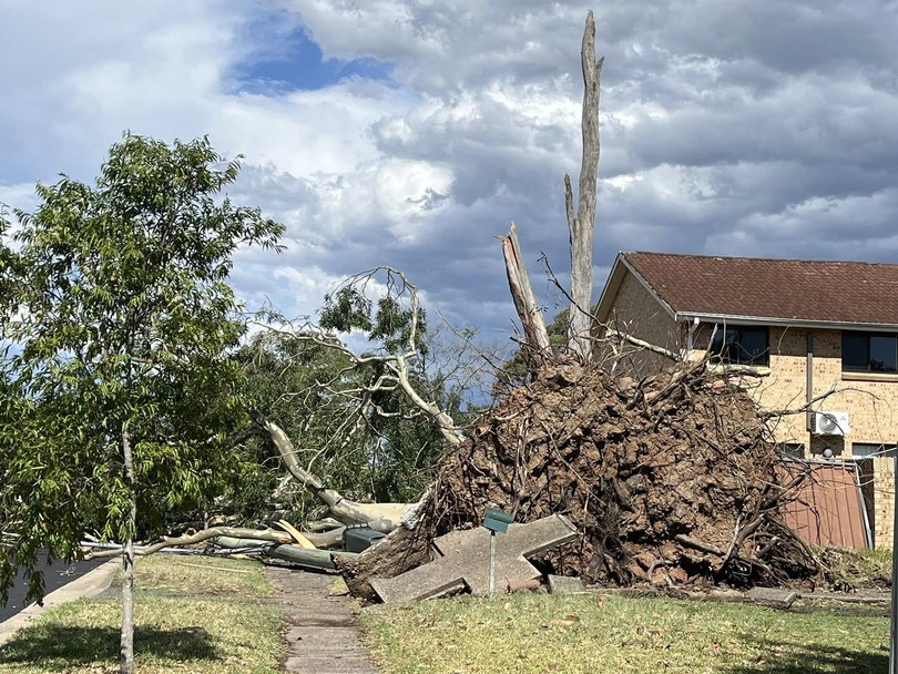 More than 100 trees have been felled in Blacktown.
