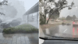 The storm has brought down a number of trees across the state. 