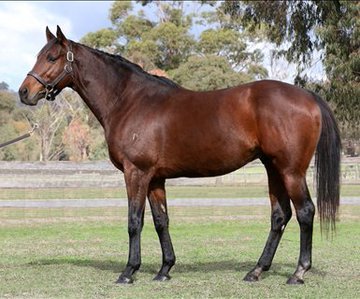 St Jean was euthanised after a paddock accident. 