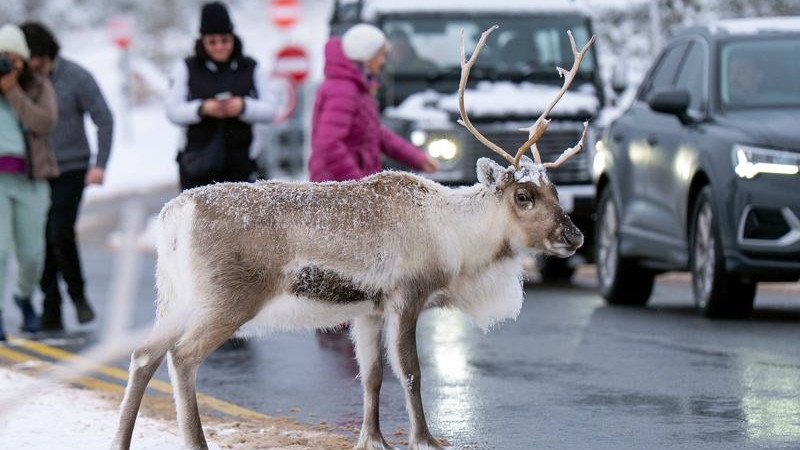 The reindeer did a runner from a Christmas festival. (AP PHOTO)