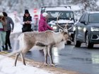 The reindeer did a runner from a Christmas festival. (AP PHOTO)