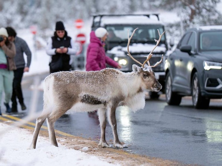 The reindeer did a runner from a Christmas festival. (AP PHOTO)