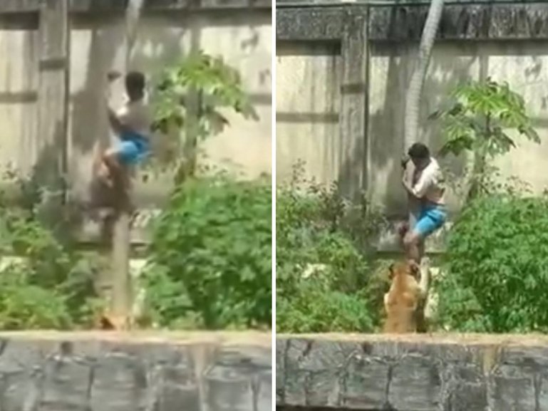 A teenager has been mauled to death by a lion at a Brazilian zoo.