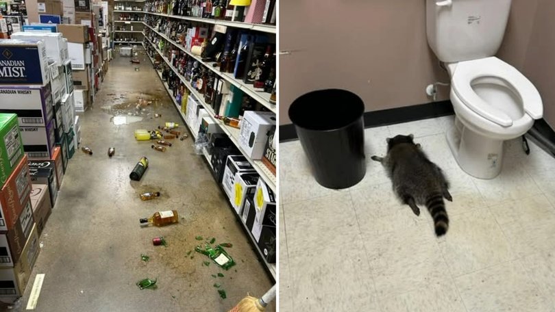Drunk raccoon passes out after wild liquor store bender.
