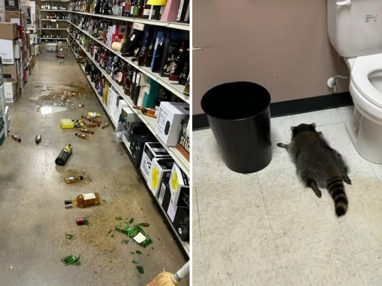 Drunk raccoon passes out after wild liquor store bender.