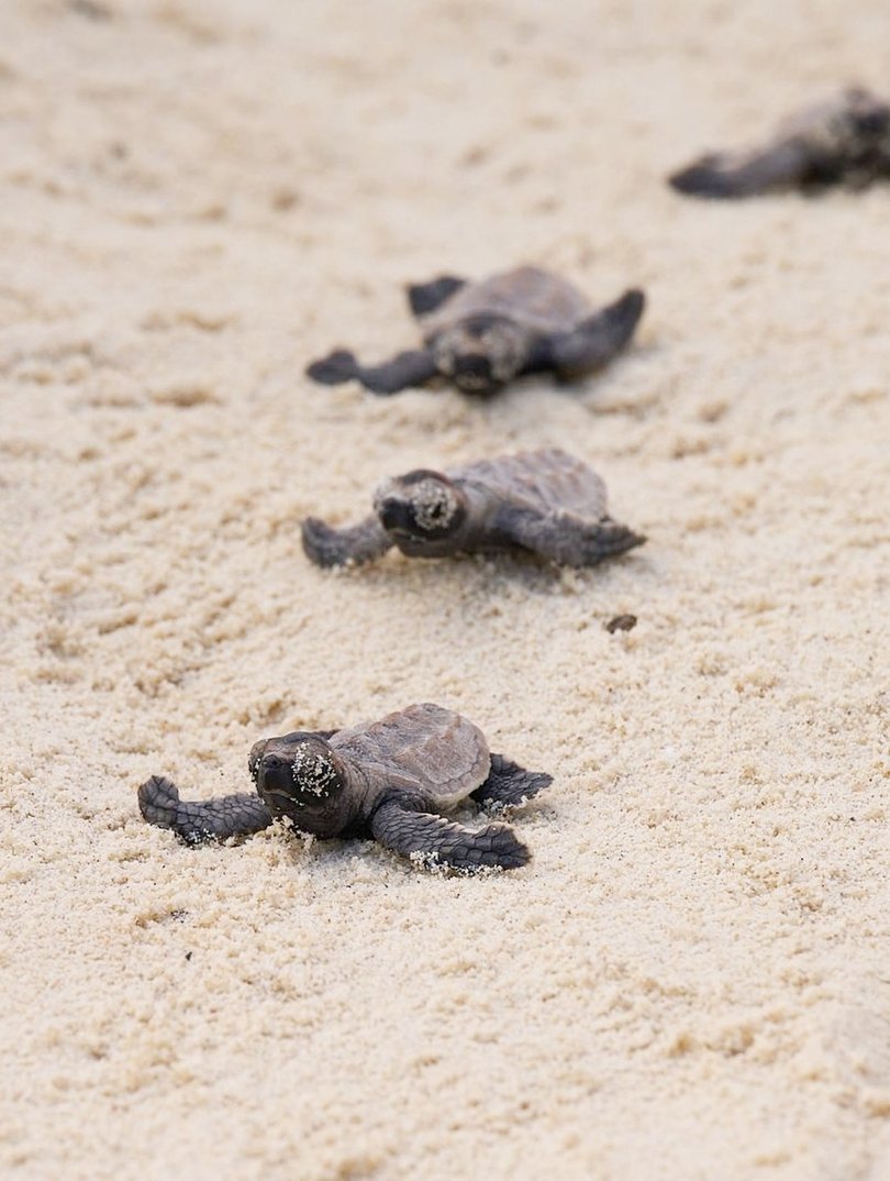 Nikoi and Cenpedak Island