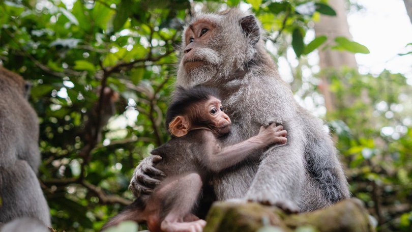 Heavy rainfall has left one person dead and ancient structures destroyed at a top Bali tourist attraction.