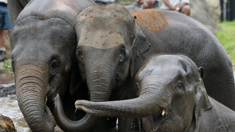 Five people were killed in separate elephant attacks across India in the span of one day. 