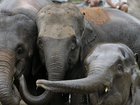 Five people were killed in separate elephant attacks across India in the span of one day. 