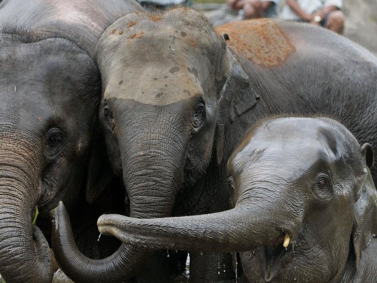 Five people were killed in separate elephant attacks across India in the span of one day. 