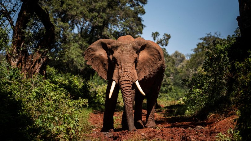 Five people were killed in separate elephant attacks across India in the span of one day. 