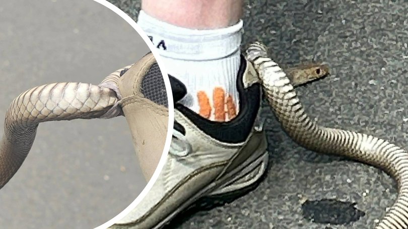 A reptile catcher who was called out to help paramedics with a possible snake bite was left stunned when faced with a Eastern Brown Snake that ended up in a place he ‘still can’t quite believe’.