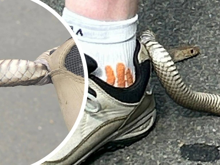 A reptile catcher who was called out to help paramedics with a possible snake bite was left stunned when faced with a Eastern Brown Snake that ended up in a place he ‘still can’t quite believe’.