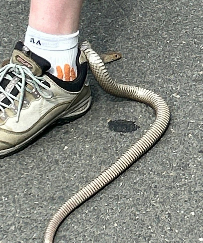 The Brown Snake managed to get tangled up in the shoes loop.