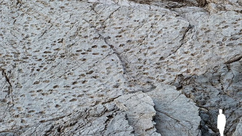 Thousands of dinosaur tracks discovered in Stelvio National Park
