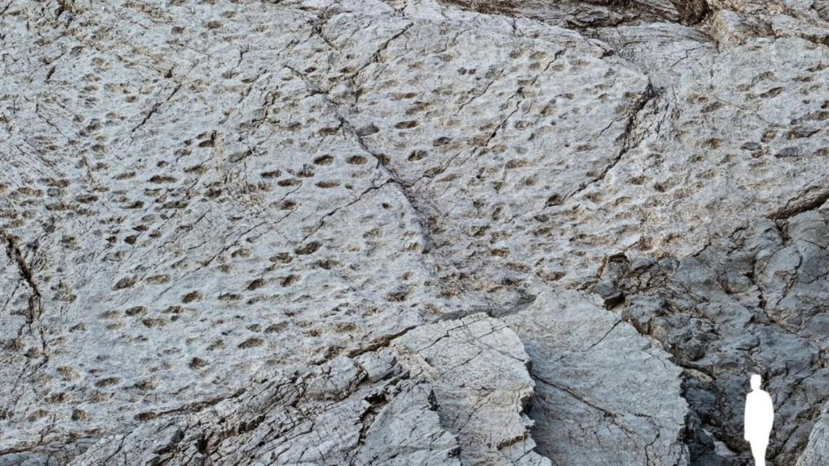 THE NEW YORK TIMES Scientists Find More Than 2000 Dinosaur Footprints THE NEW YORK TIMES Scientists Find More Than 2000 Dinosaur Footprints