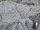 Thousands of dinosaur tracks discovered in Stelvio National Park