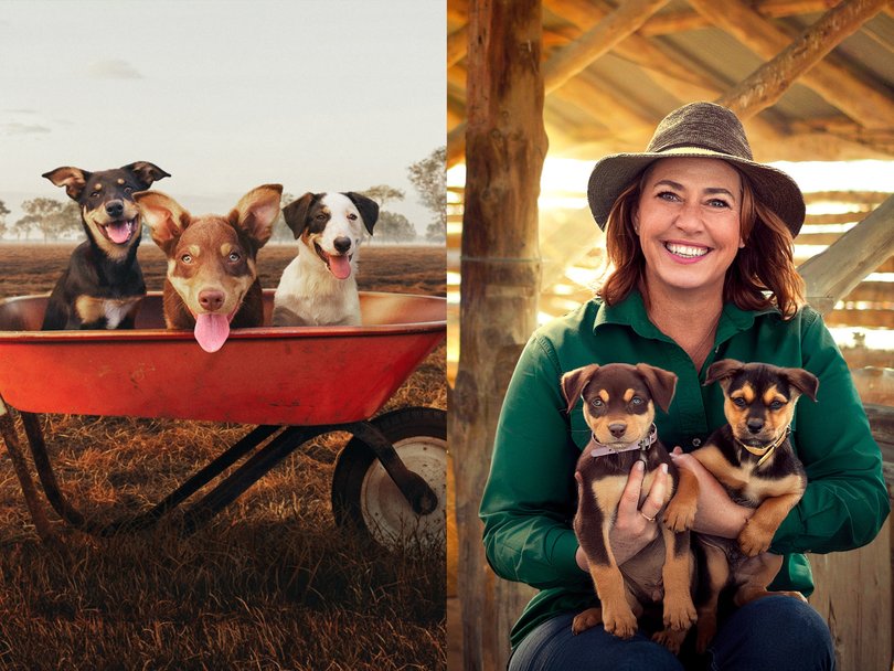 Muster Dogs: Where Are They Now returns for a second season on ABC.