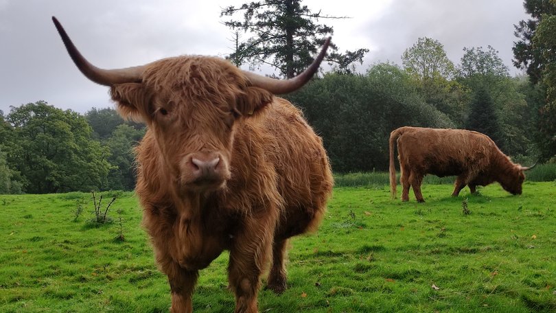 A woman was left severely injured after a herd of cows in Scotland attacked her. 