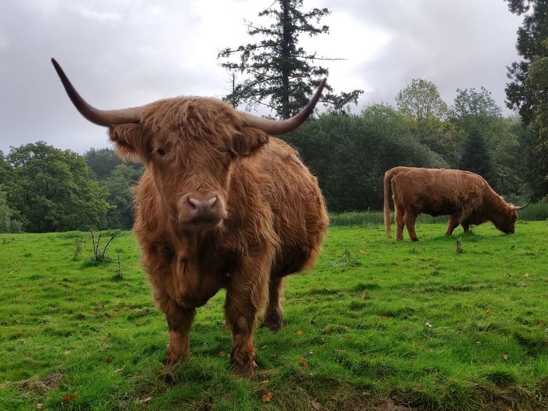 A woman was left severely injured after a herd of cows in Scotland attacked her. 