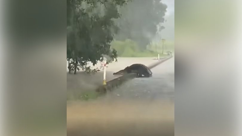 A large crocodile walking on a Queensland bridge.