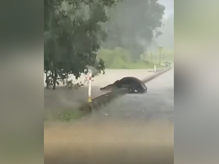 A large crocodile walking on a Queensland bridge.