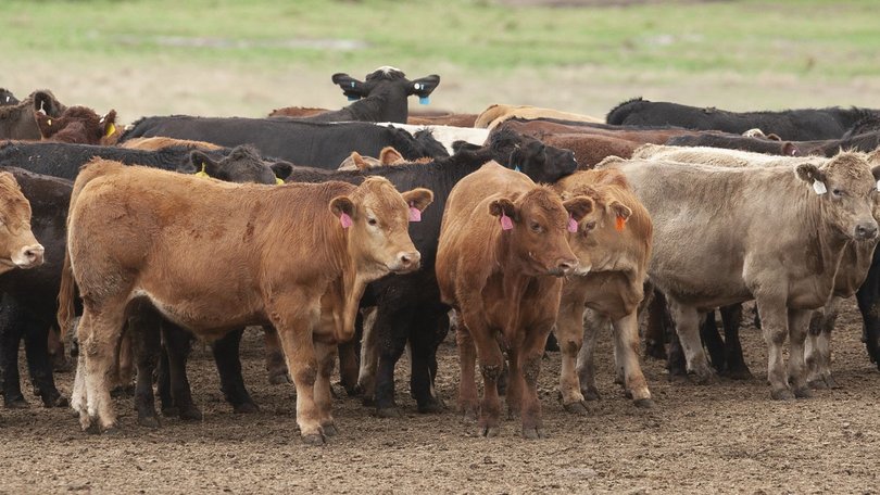 Australian beef has been hit with a 55 per cent tariff from China.