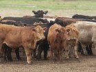 Australian beef has been hit with a 55 per cent tariff from China.