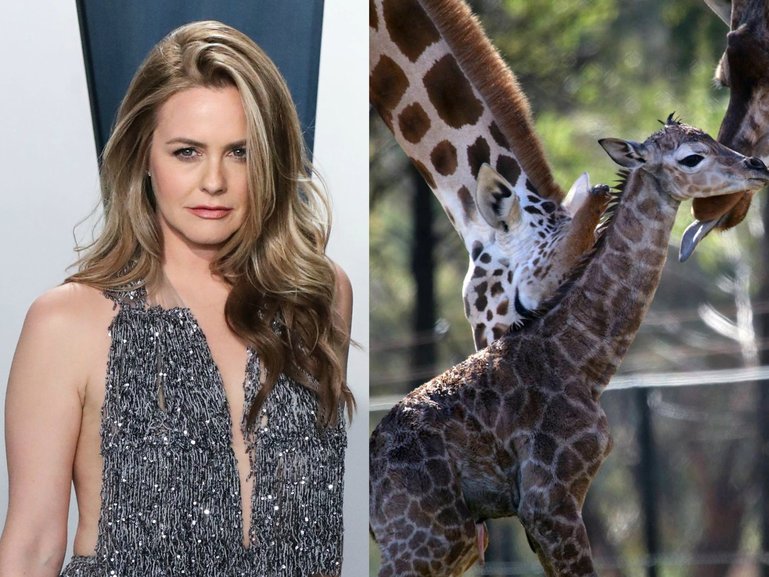 Alicia Silverstone is calling for answers about two missing giraffe calves.