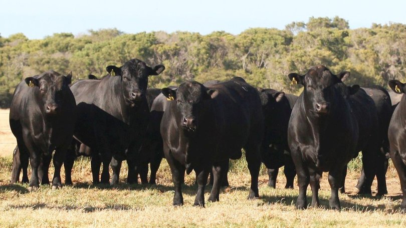 Australia’s beef industry fears an almost $1 billion hit.