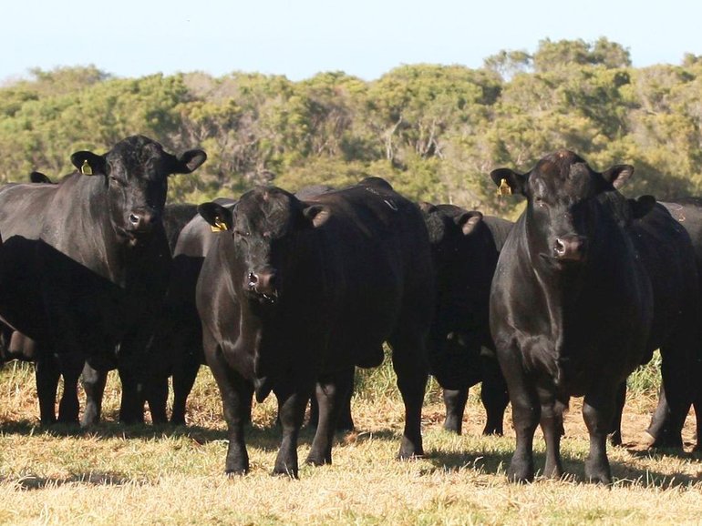 Australia’s beef industry fears an almost $1 billion hit.