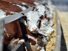Beef exporters have been floored after China unveiled 55 per cent ‍tariffs on beef imports.