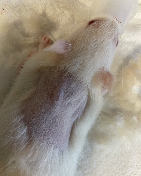 A rat with Gameto's Ameno implant, which is undergoing animal studies. MUST CREDIT: Gameto