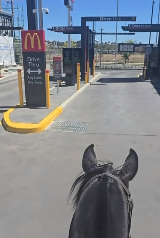 Horse Bronson goes viral by trotting through a McDonald’s drive-through.