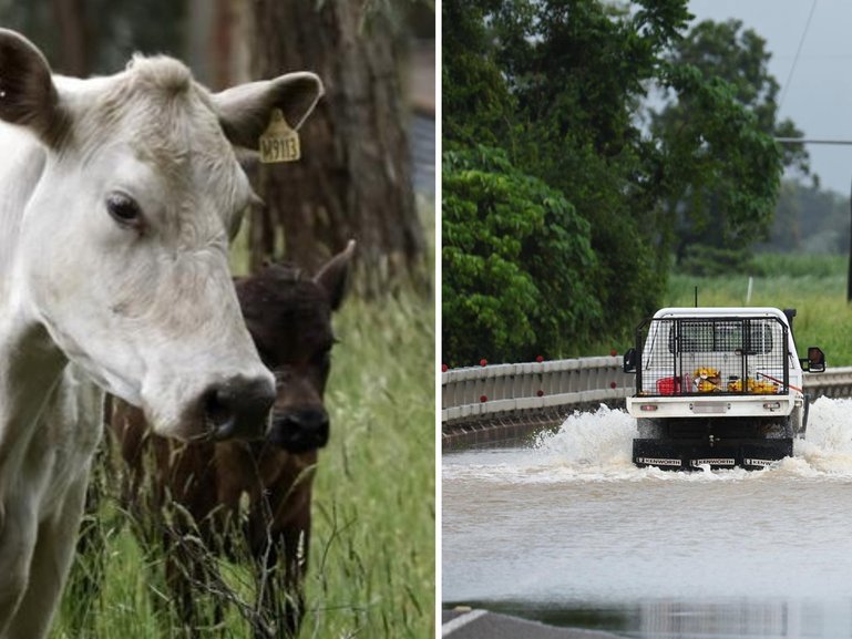 Australia’s biggest beef producer is bracing for an earnings hit from cattle deaths after heavy rain and flooding across Queensland.