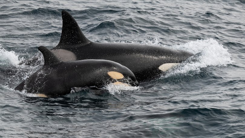 Three weeks into their journey across the globe, the Butler’s woke to see dozens of orcas surrounding their boat.